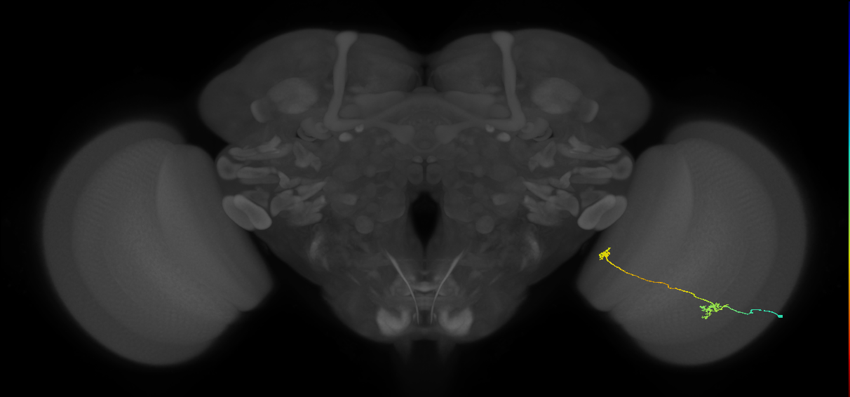 Tm34_R (MaleCNS:111582)