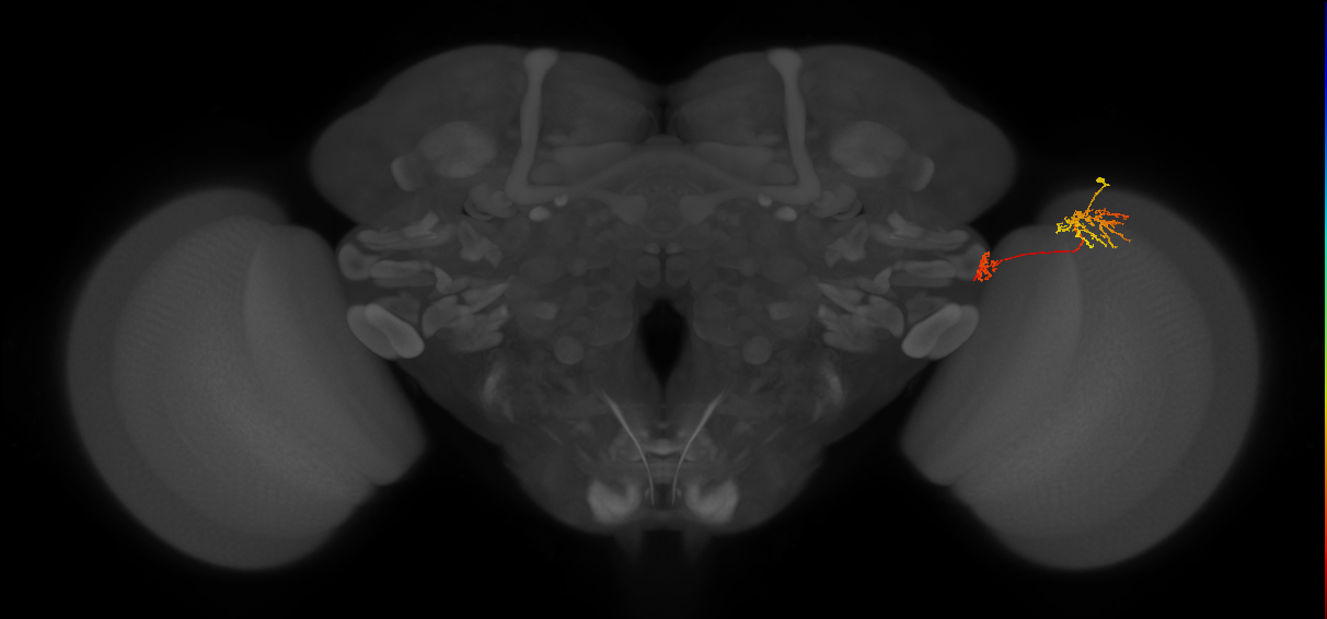 Tm34_R (MaleCNS:79340)