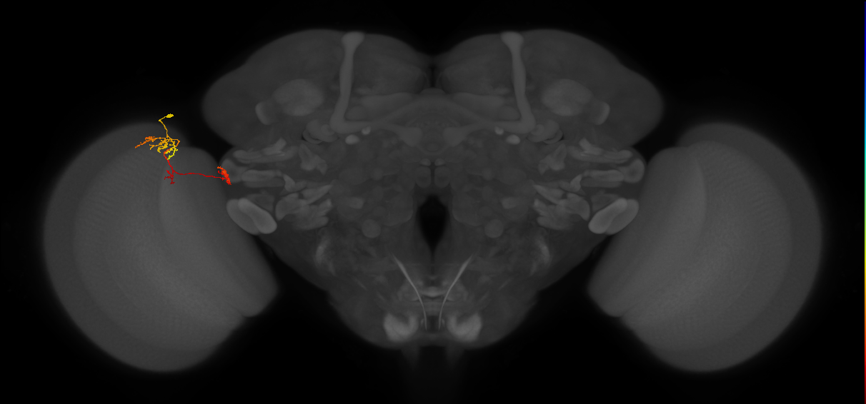 Tm34_L (MaleCNS:97089)