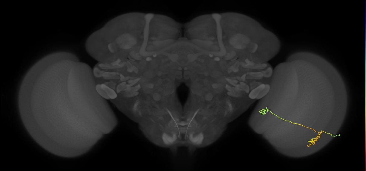 Tm34_R (MaleCNS:75522)