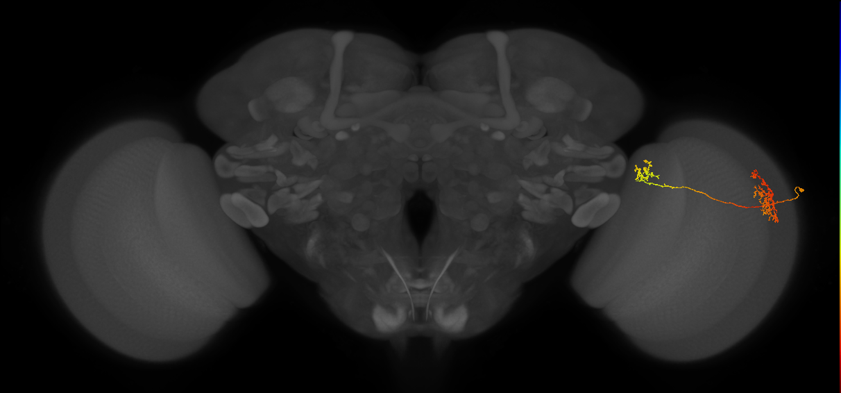 Tm34_R (MaleCNS:63725)