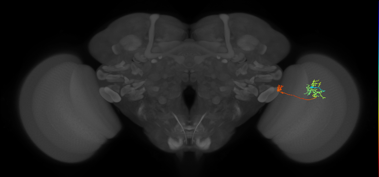 Tm34_R (MaleCNS:75765)