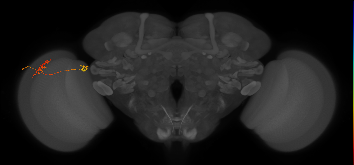 Tm34_L (MaleCNS:73004)