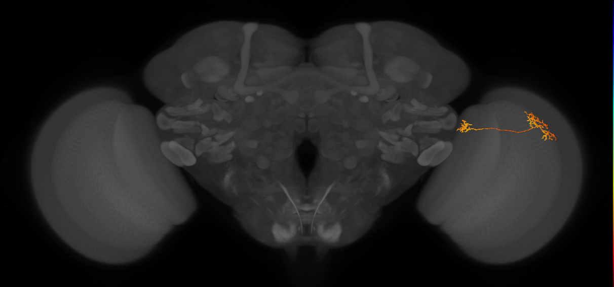 Tm34_R (MaleCNS:116659)