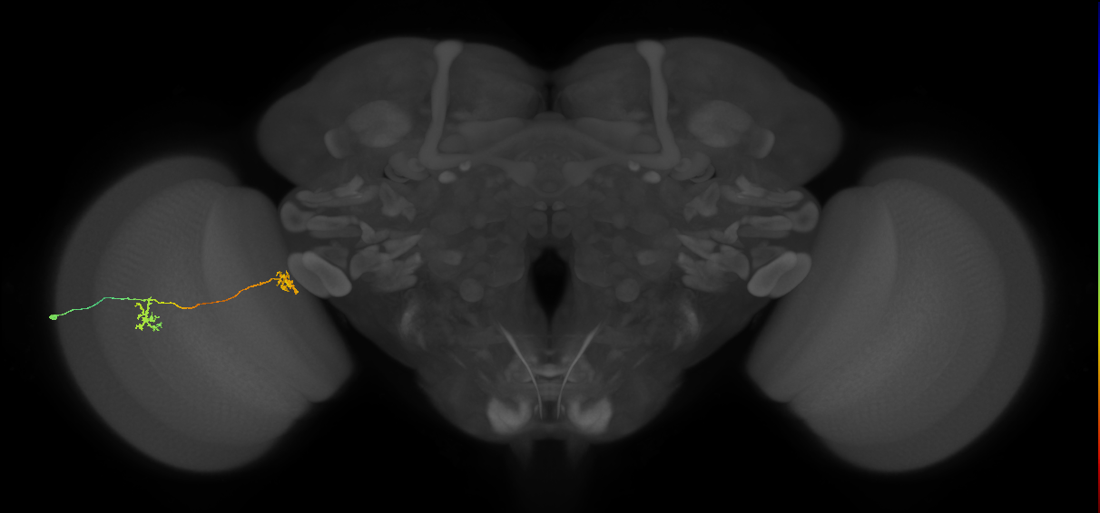 Tm34_L (MaleCNS:115563)