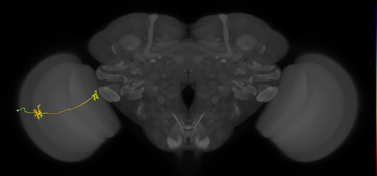 Tm34_L (MaleCNS:527166)
