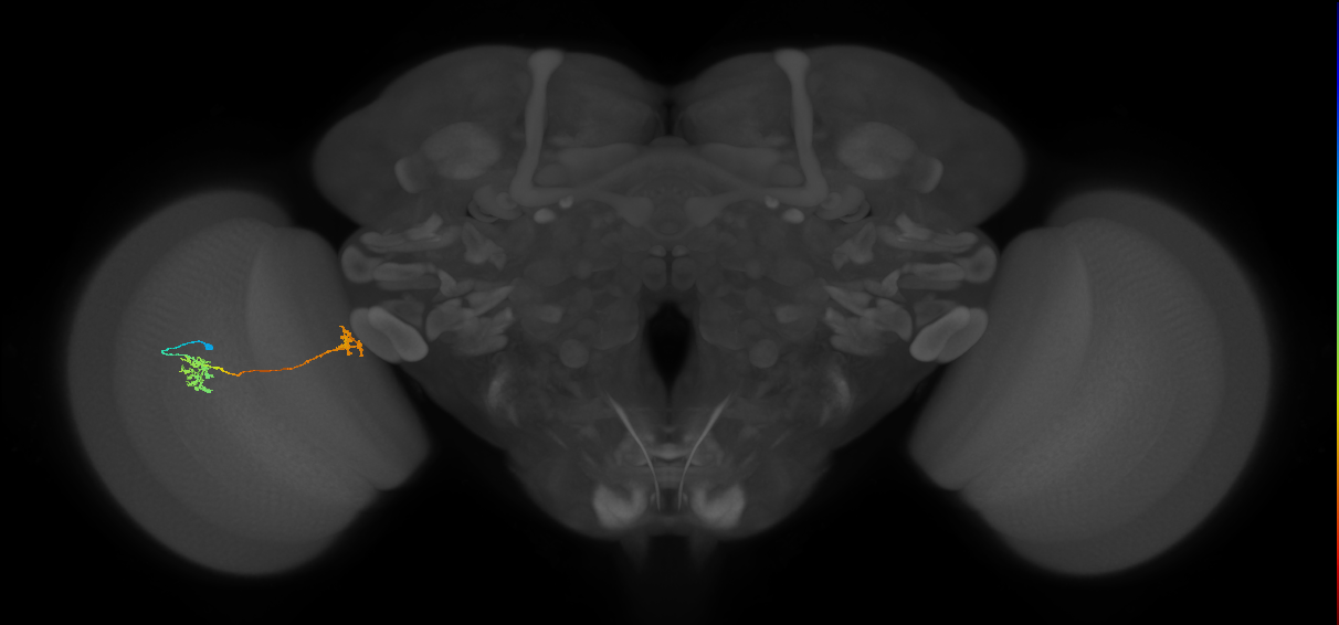 Tm34_L (MaleCNS:90186)