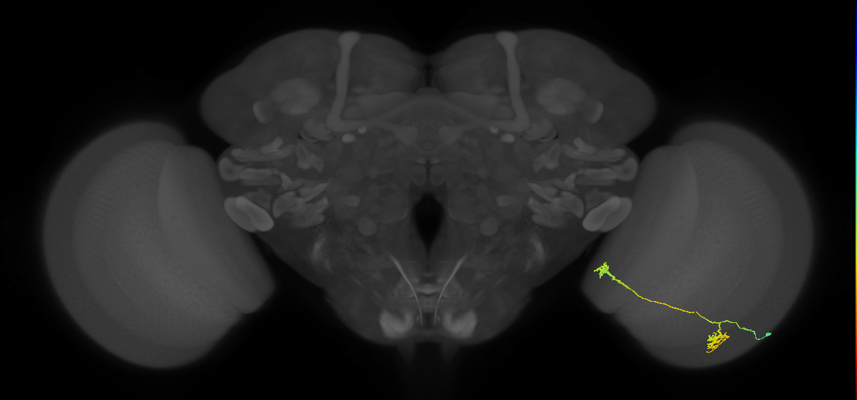Tm34_R (MaleCNS:79578)
