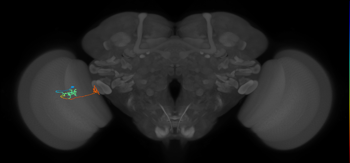 Tm34_L (MaleCNS:533193)