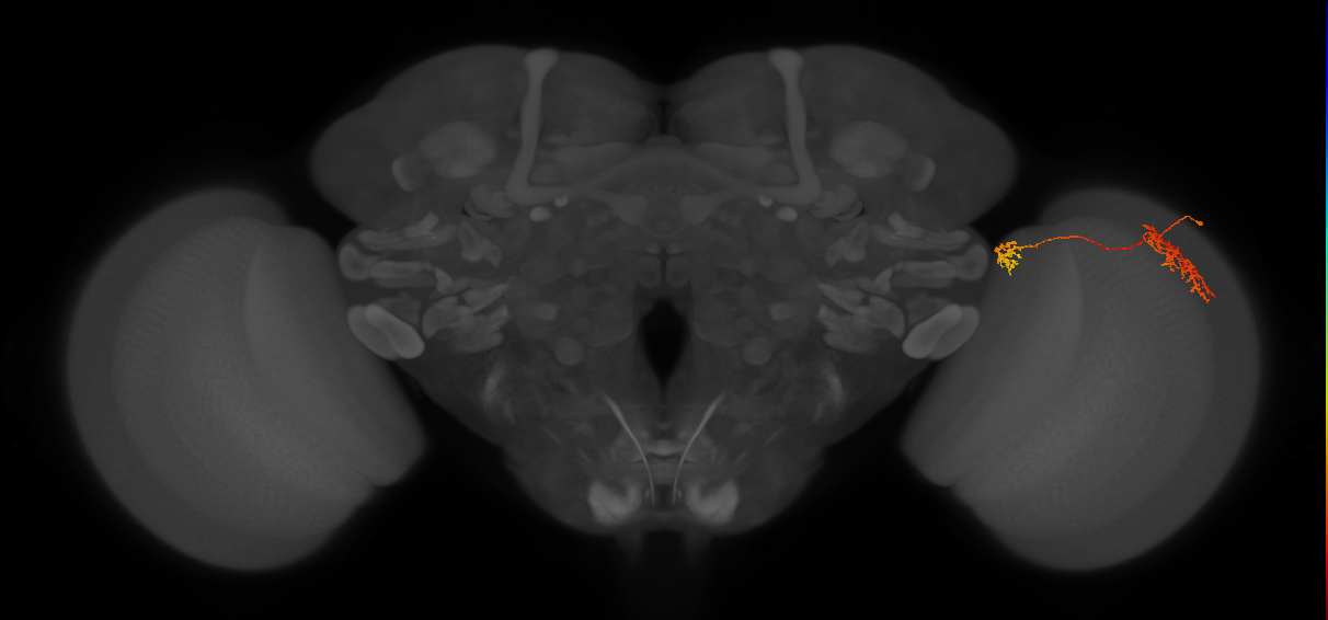 Tm34_R (MaleCNS:66286)