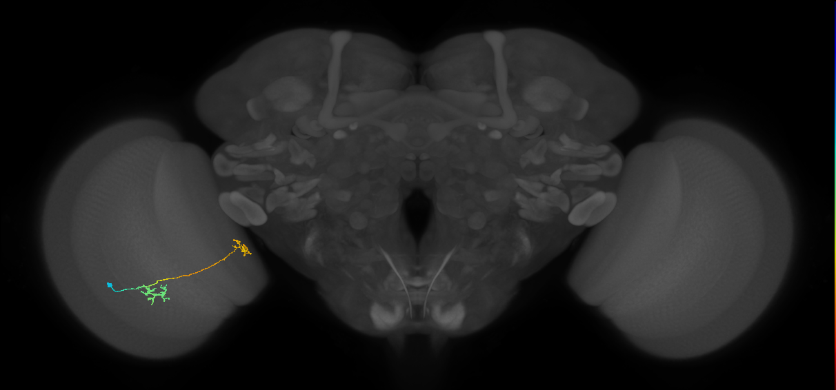 Tm34_L (MaleCNS:518283)