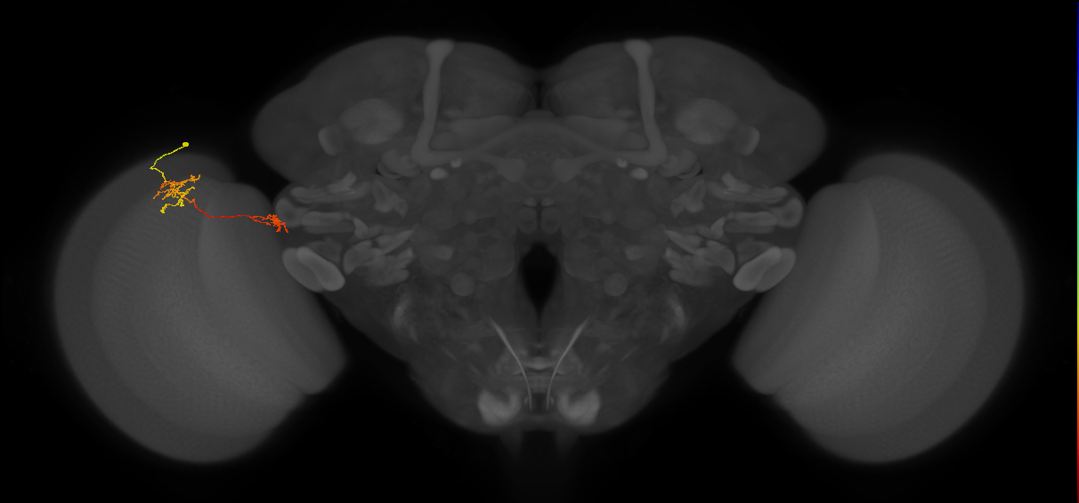 Tm34_L (MaleCNS:142013)