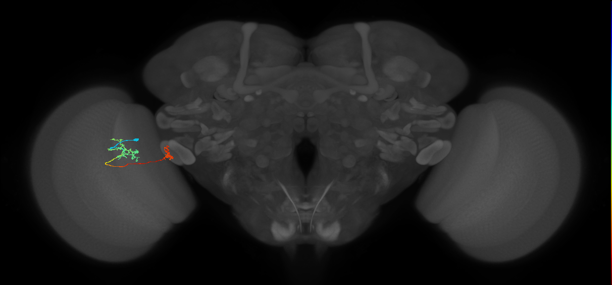 Tm34_L (MaleCNS:63049)
