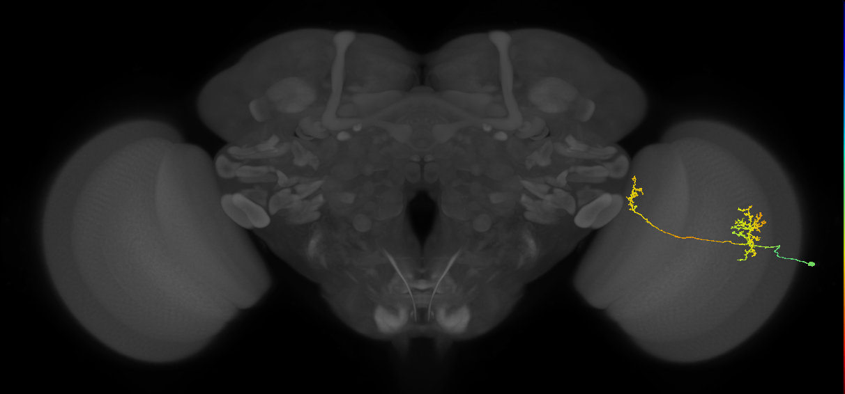 Tm34_R (MaleCNS:47672)