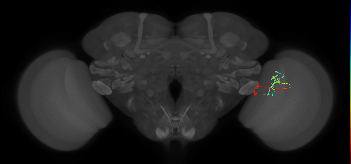 Tm35_R (MaleCNS:91277)