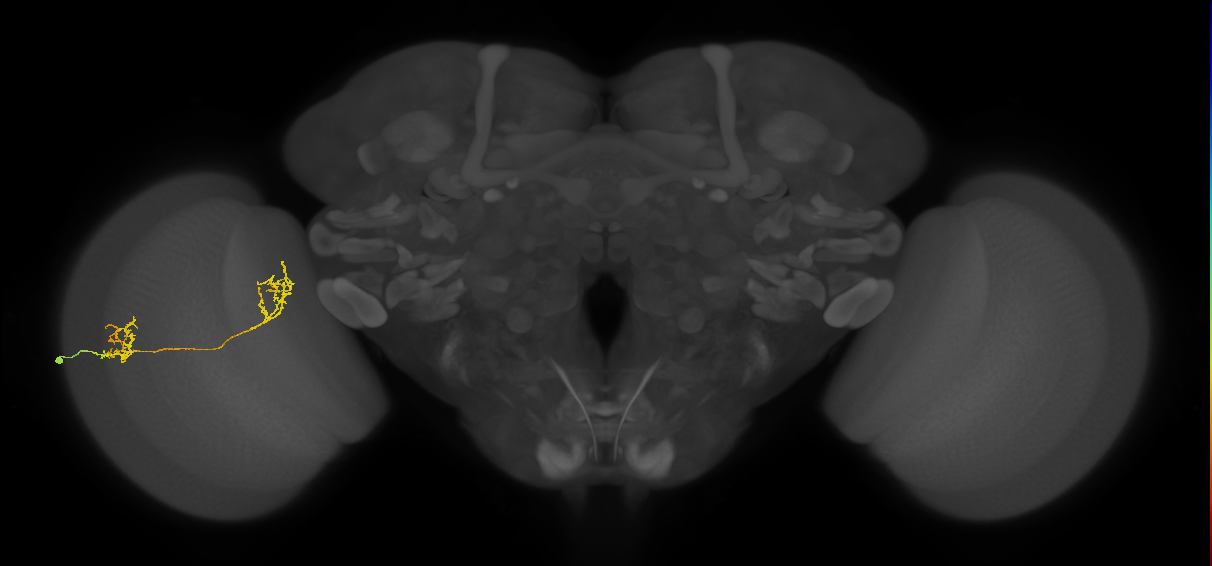 Tm35_L (MaleCNS:60130)
