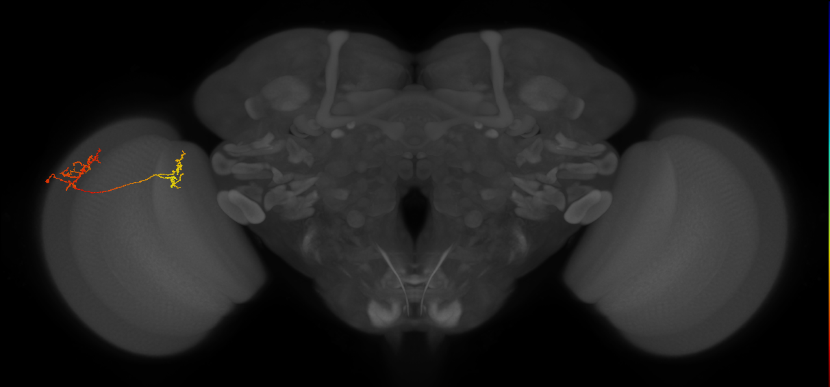 Tm35_L (MaleCNS:115901)