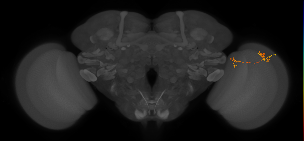 Tm35_R (MaleCNS:75959)