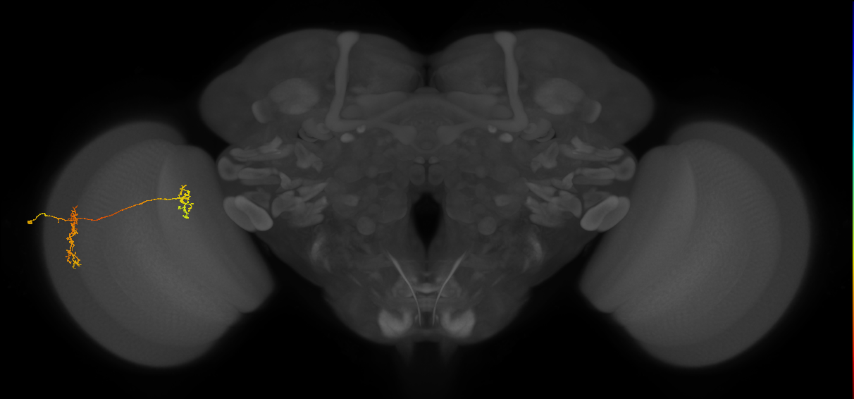 Tm35_L (MaleCNS:529720)