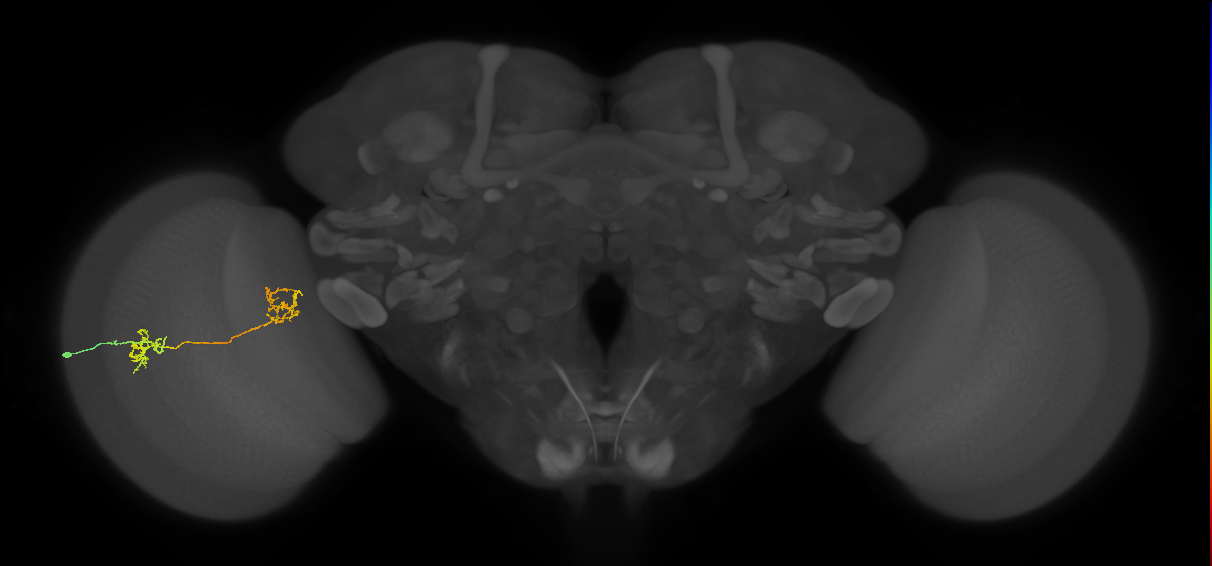 Tm35_L (MaleCNS:66904)