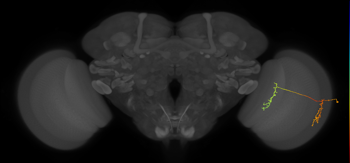 Tm35_R (MaleCNS:64890)