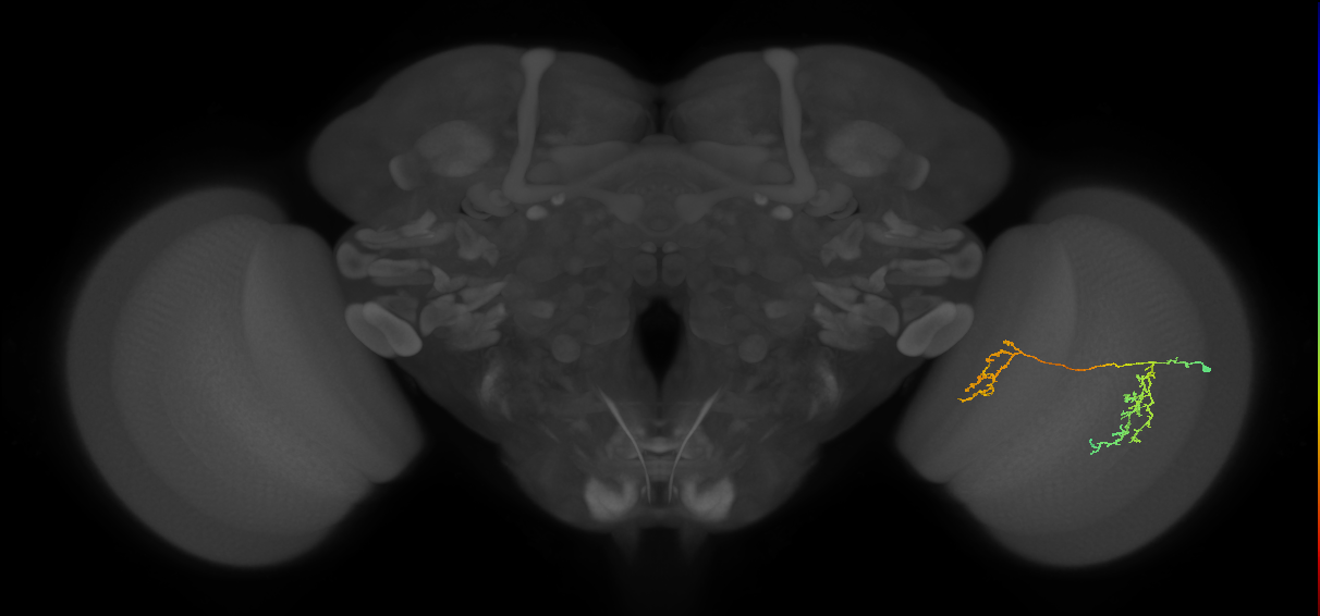 Tm35_R (MaleCNS:63607)