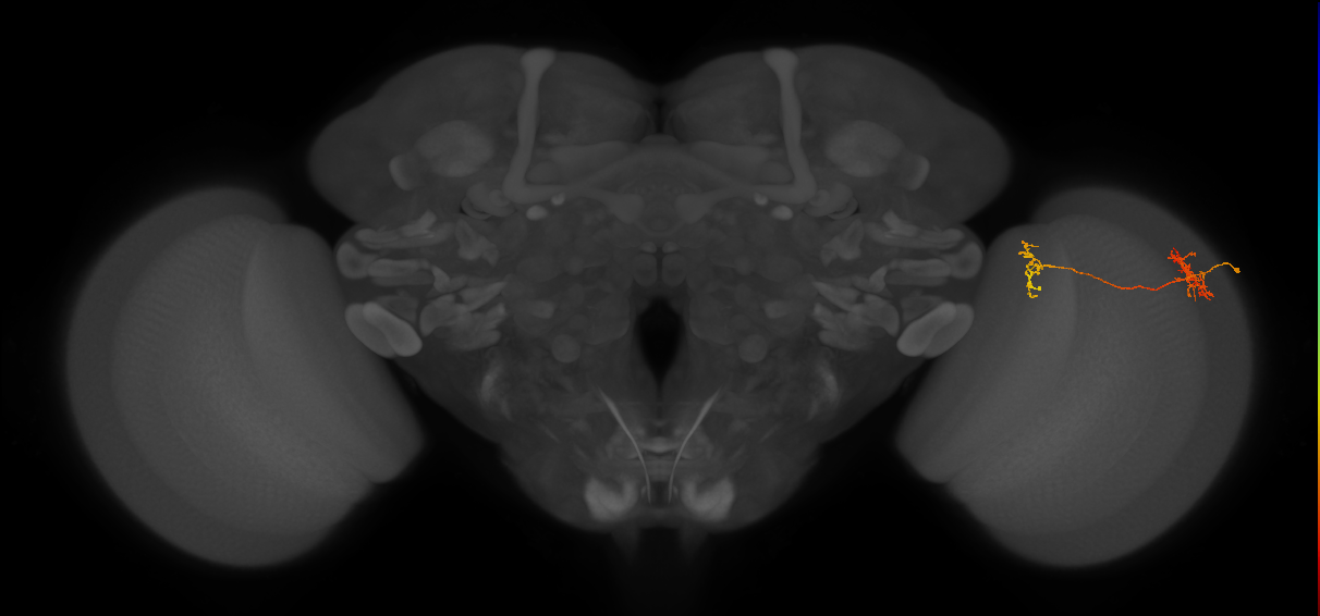 Tm35_R (MaleCNS:77462)
