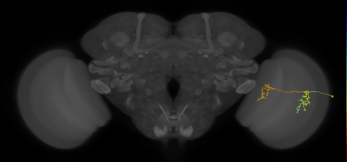 Tm35_R (MaleCNS:98658)