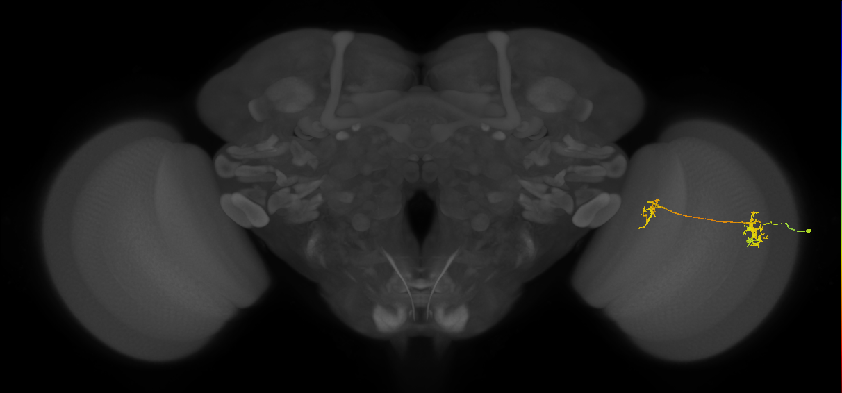 Tm35_R (MaleCNS:120436)