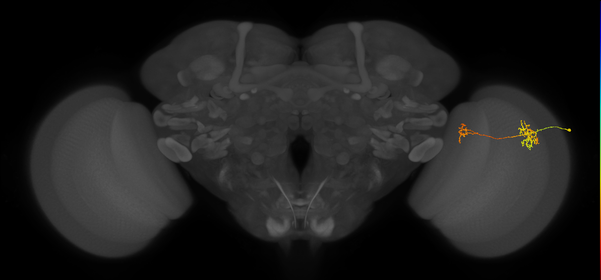 Tm35_R (MaleCNS:76834)