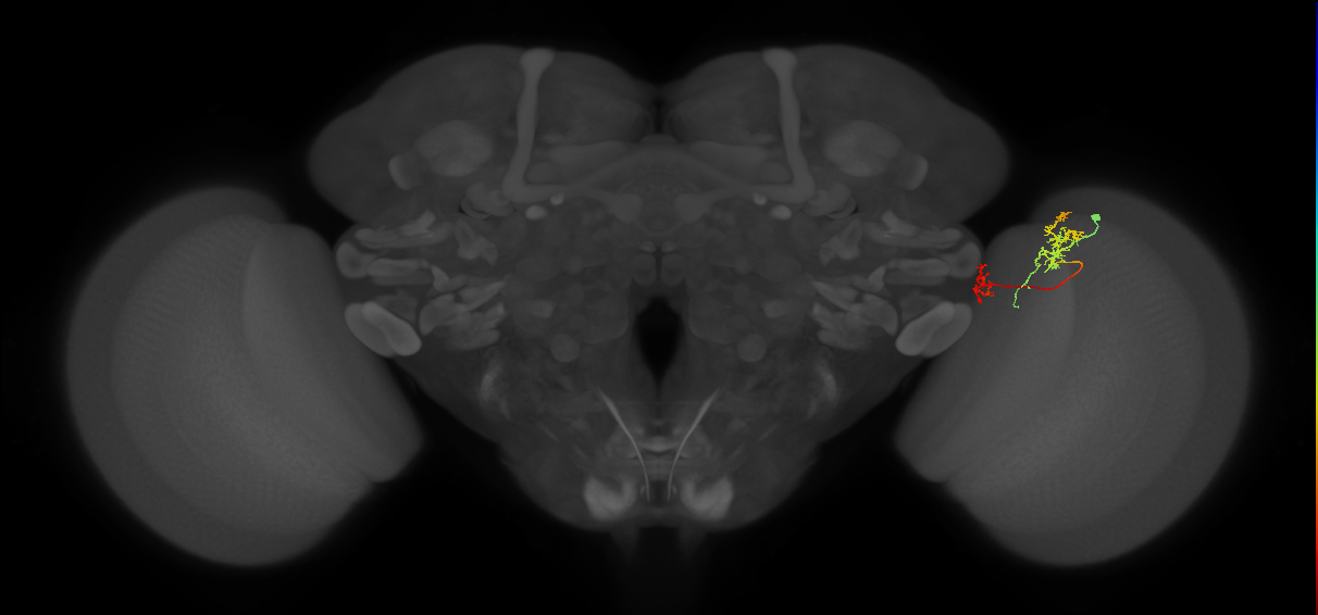 Tm35_R (MaleCNS:82166)