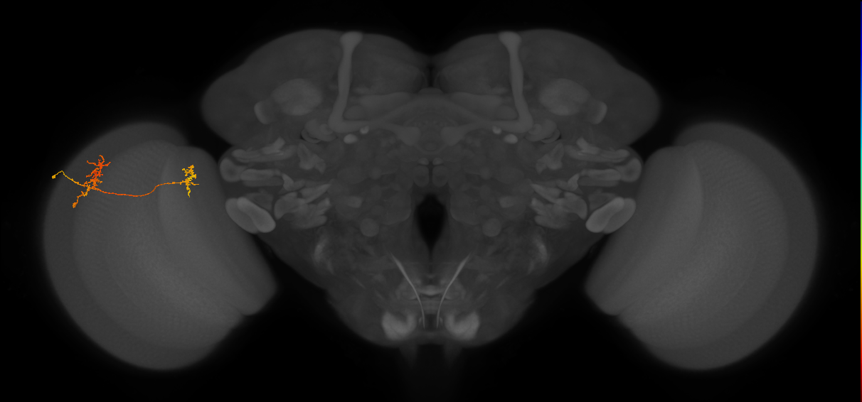 Tm35_L (MaleCNS:530546)