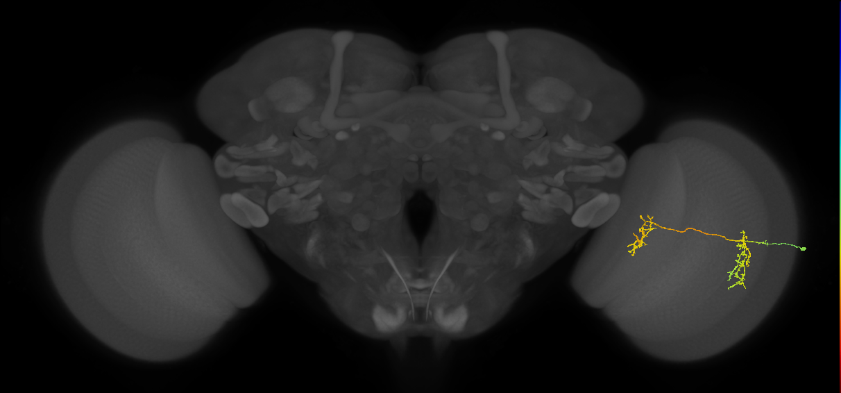 Tm35_R (MaleCNS:65264)
