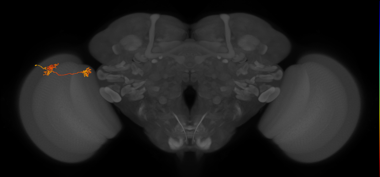 Tm35_L (MaleCNS:33268)