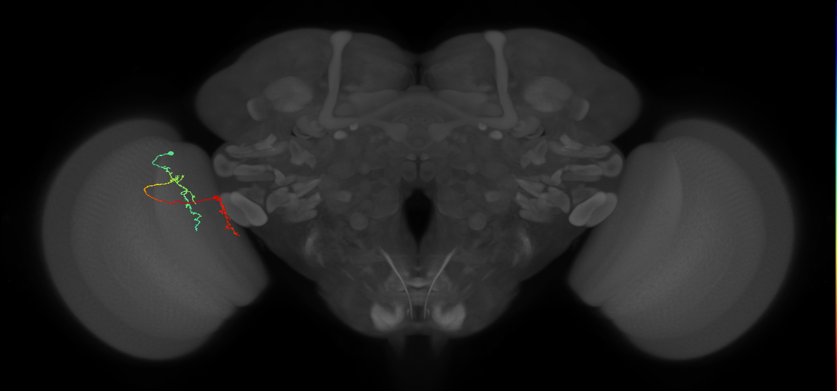 Tm35_L (MaleCNS:150673)
