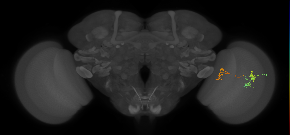 Tm35_R (MaleCNS:71704)