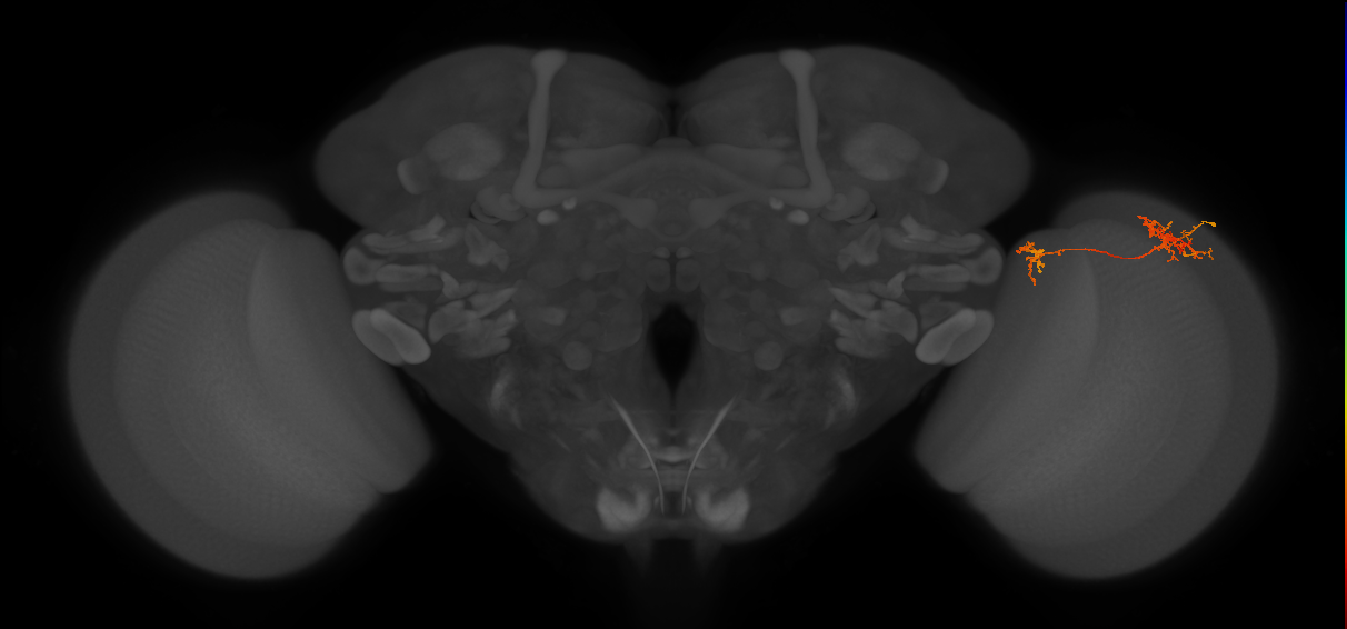 Tm35_R (MaleCNS:65871)