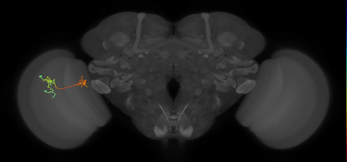 Tm35_L (MaleCNS:78401)