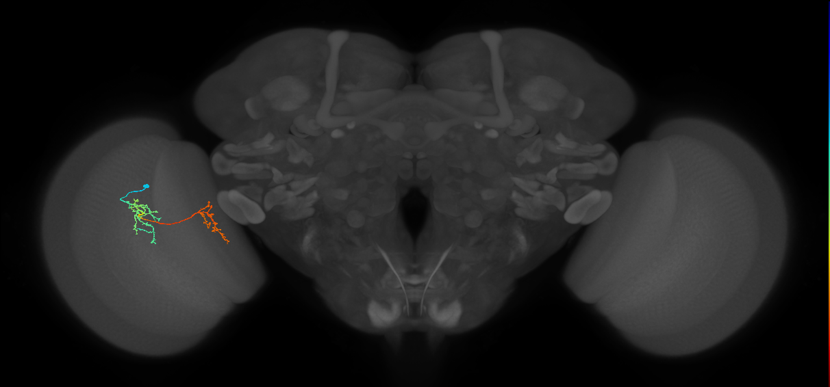 Tm35_L (MaleCNS:170143)