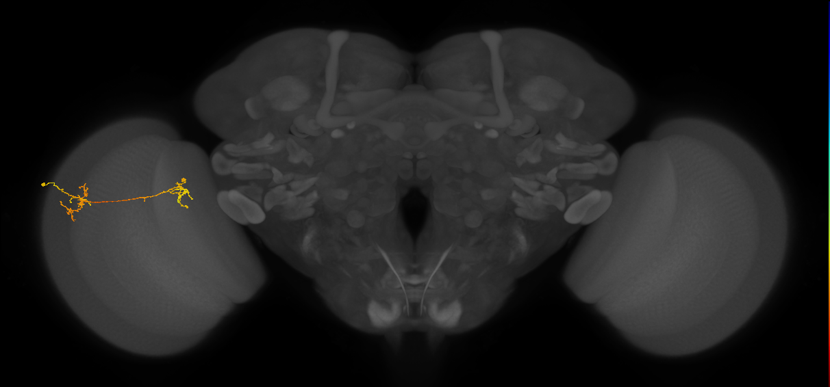 Tm35_L (MaleCNS:85129)