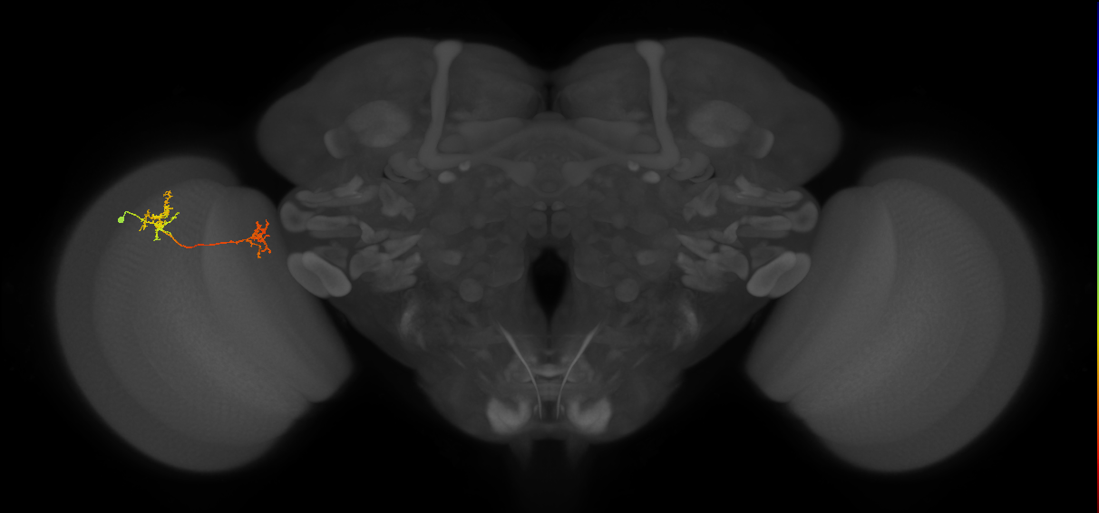 Tm35_L (MaleCNS:73773)