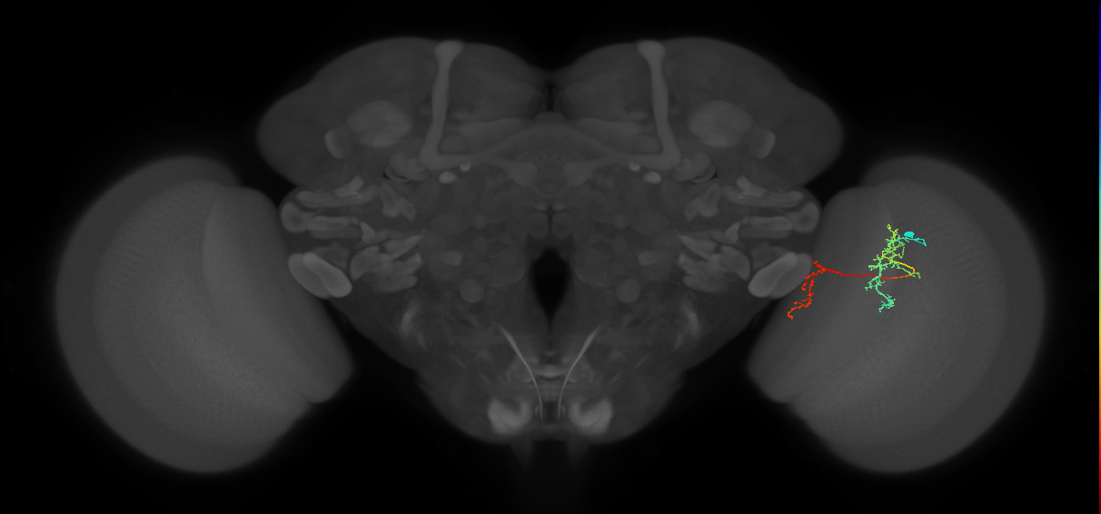 Tm35_R (MaleCNS:110059)