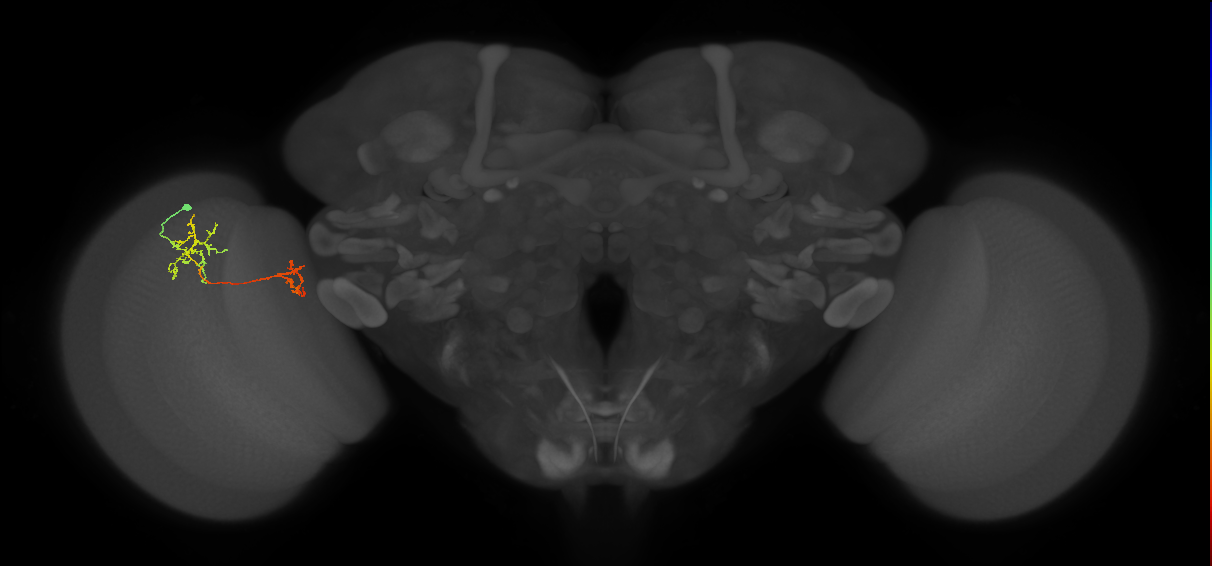 Tm35_L (MaleCNS:75276)