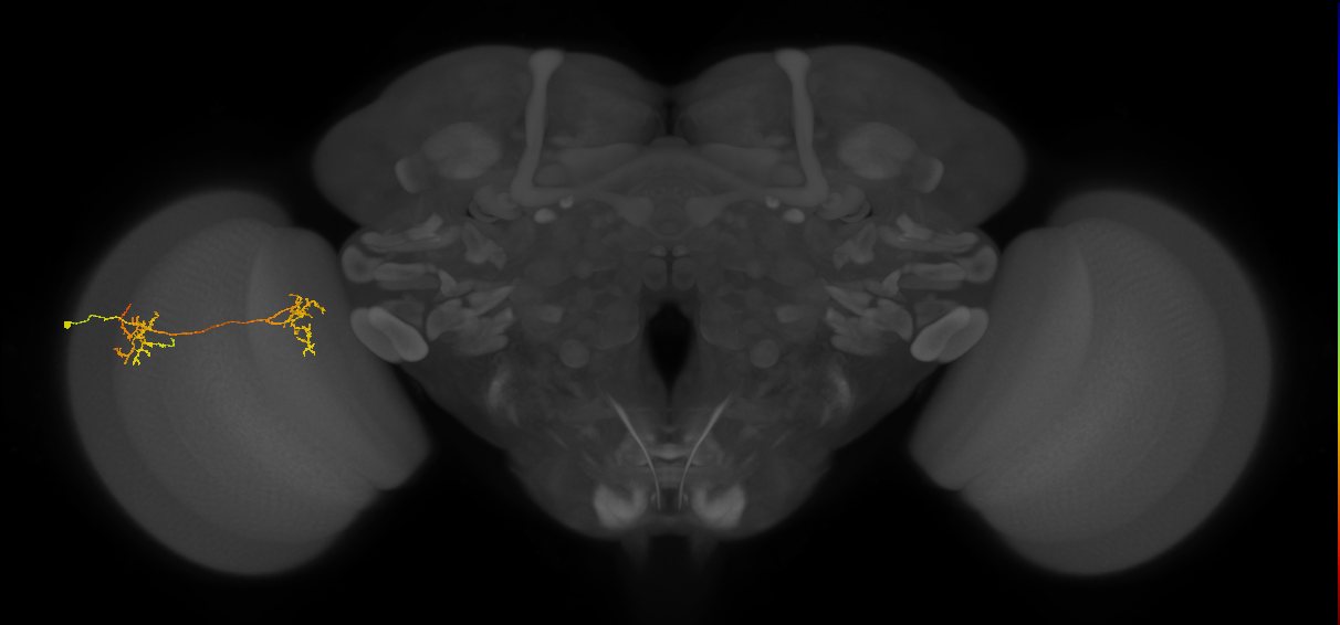 Tm35_L (MaleCNS:537118)