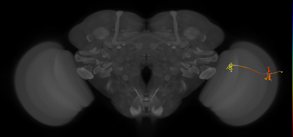 Tm35_R (MaleCNS:78942)