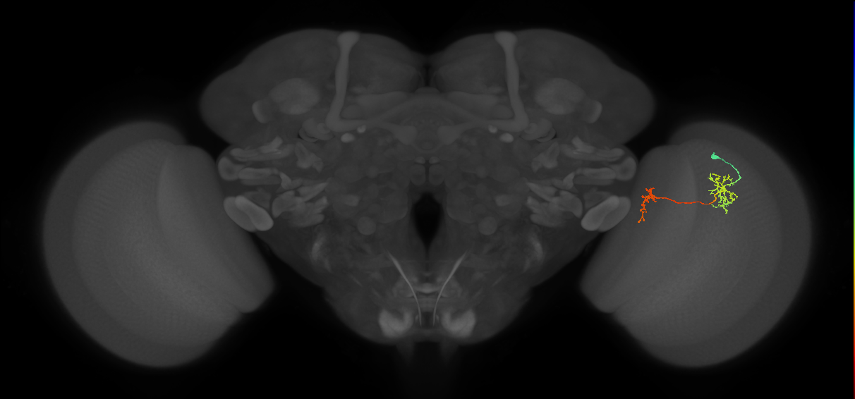 Tm35_R (MaleCNS:78609)