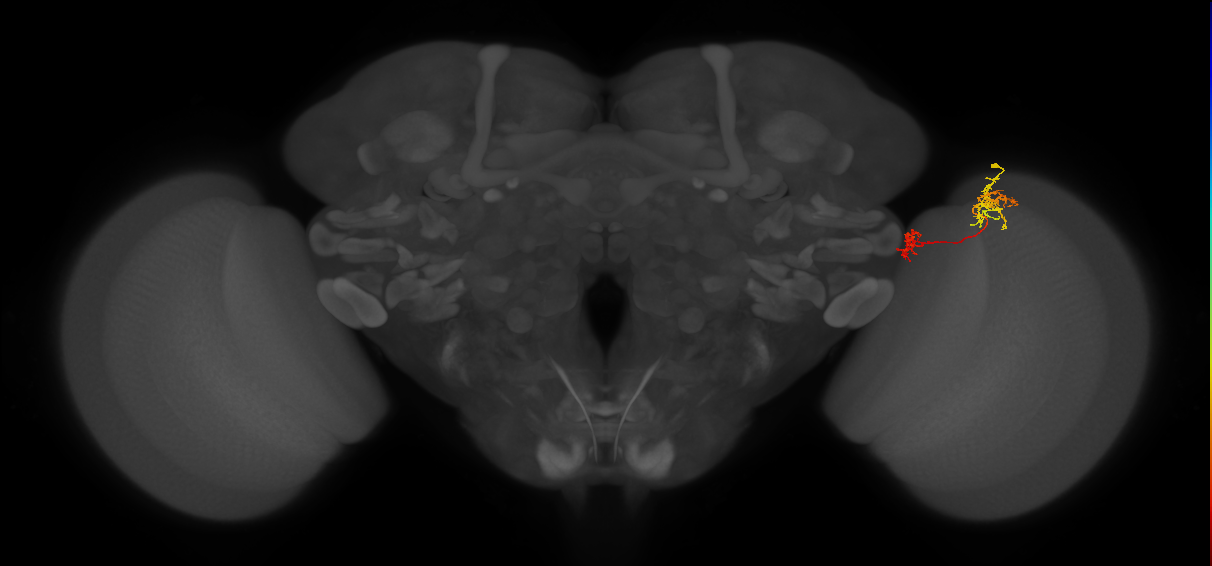 Tm35_R (MaleCNS:77318)