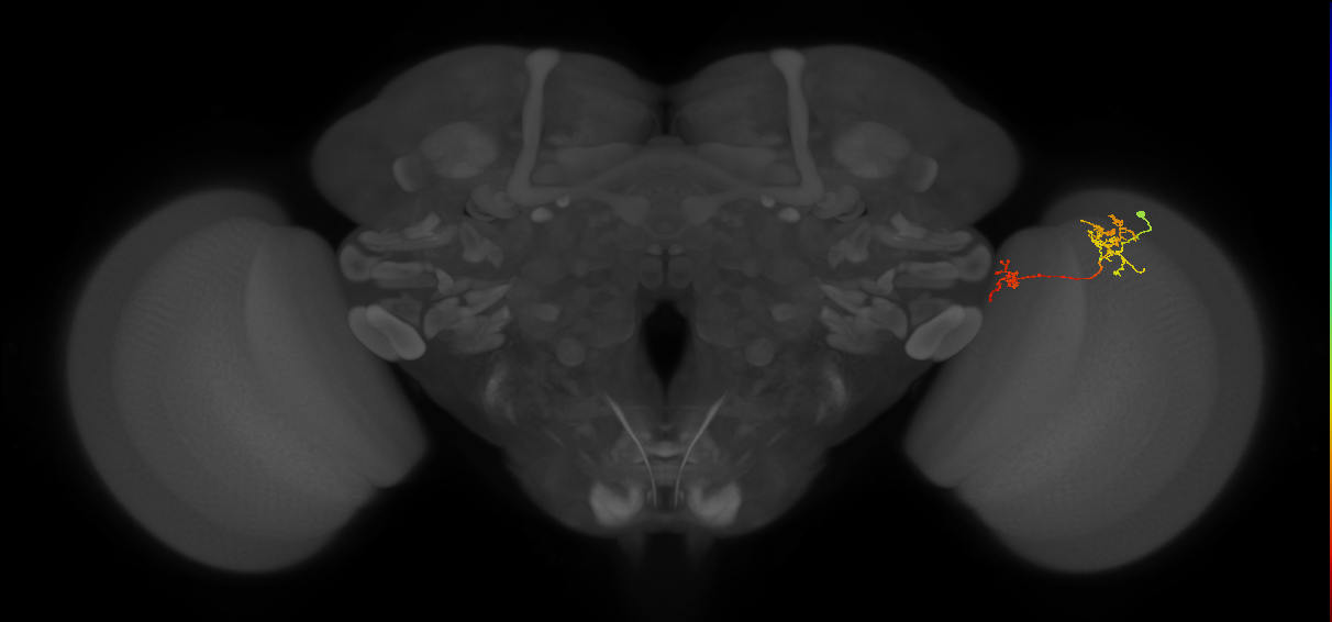 Tm35_R (MaleCNS:88278)