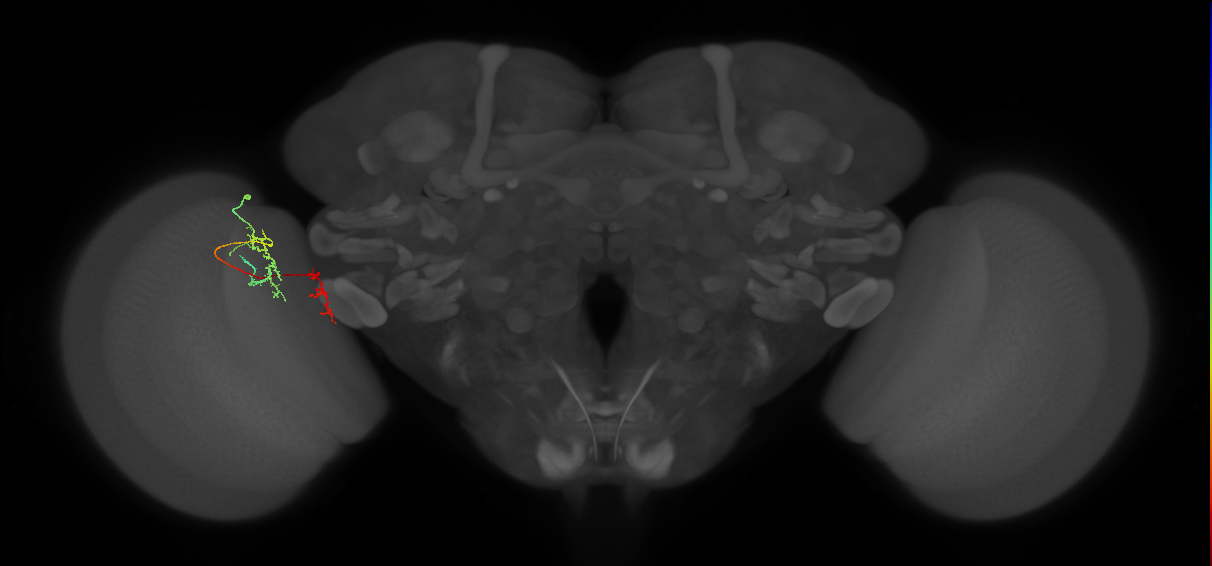 Tm35_L (MaleCNS:148356)