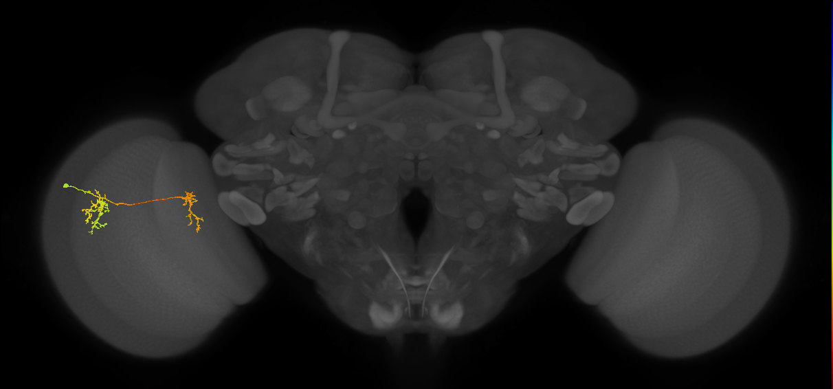 Tm35_L (MaleCNS:84114)